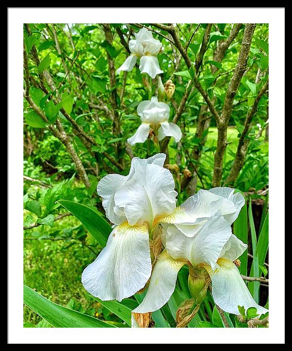 White Iris - Framed Print