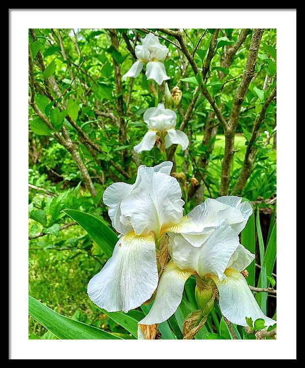 White Iris - Framed Print