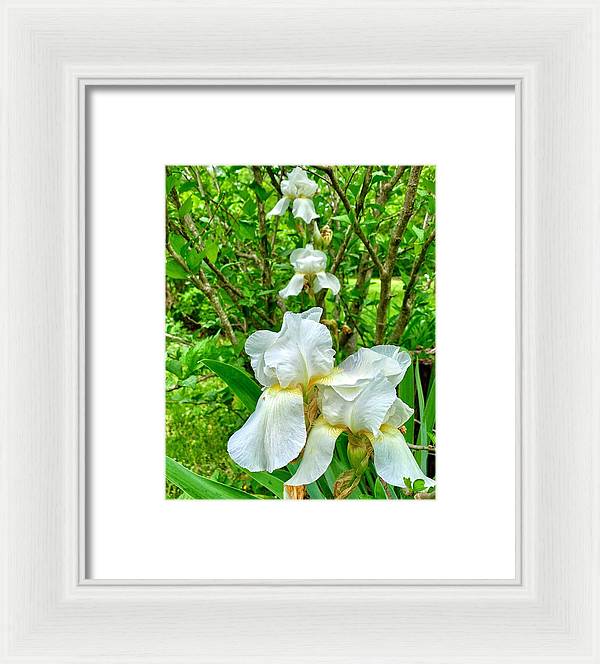 White Iris - Framed Print