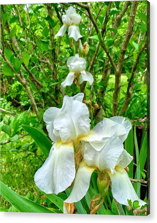 White Iris - Acrylic Print