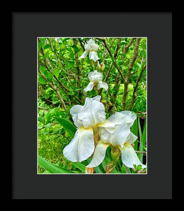 White Iris - Framed Print