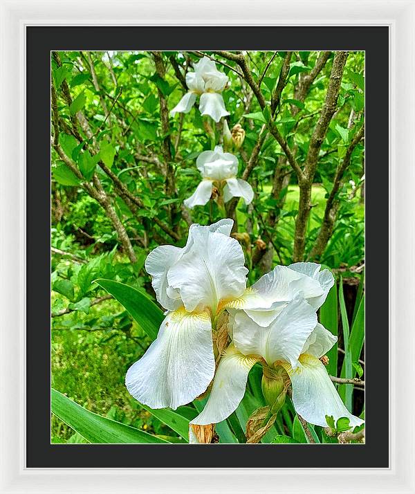 White Iris - Framed Print