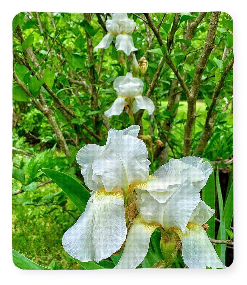 White Iris - Blanket