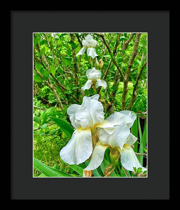 White Iris - Framed Print