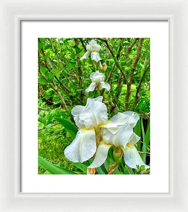 White Iris - Framed Print