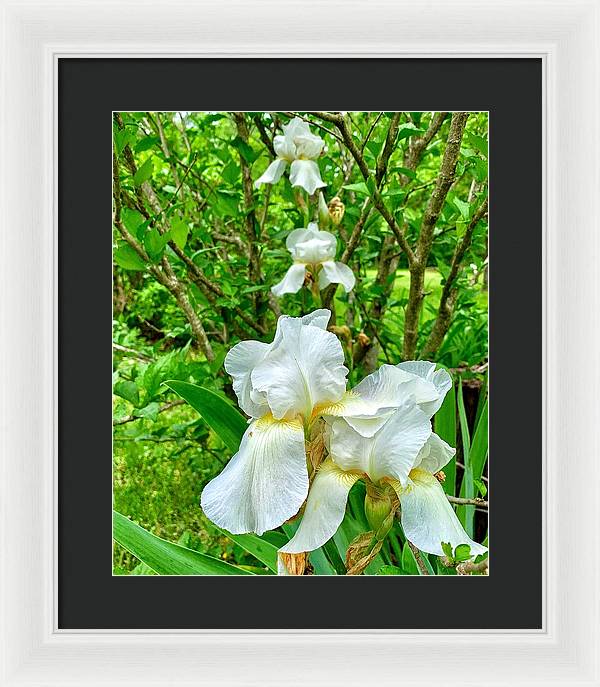 White Iris - Framed Print