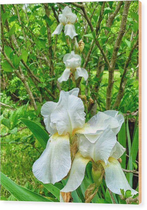 White Iris - Wood Print