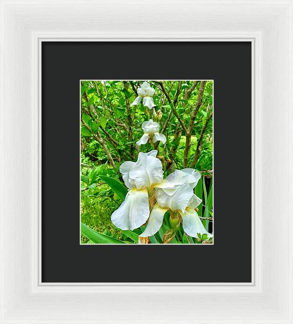 White Iris - Framed Print