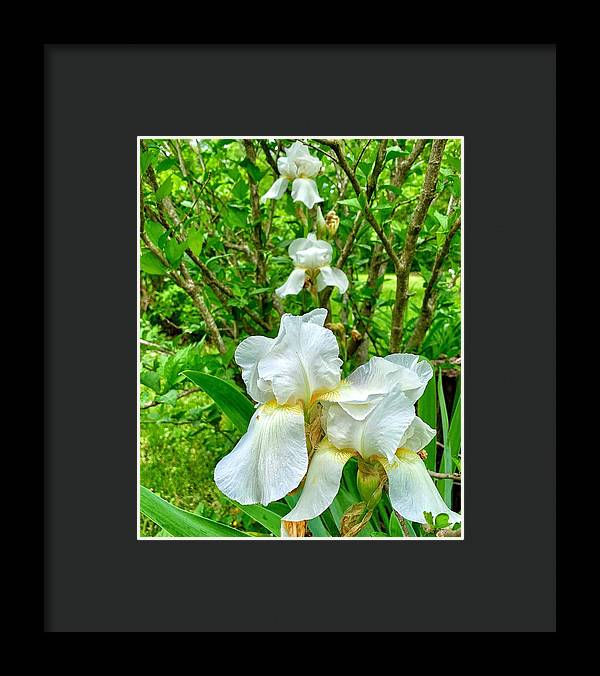 White Iris - Framed Print