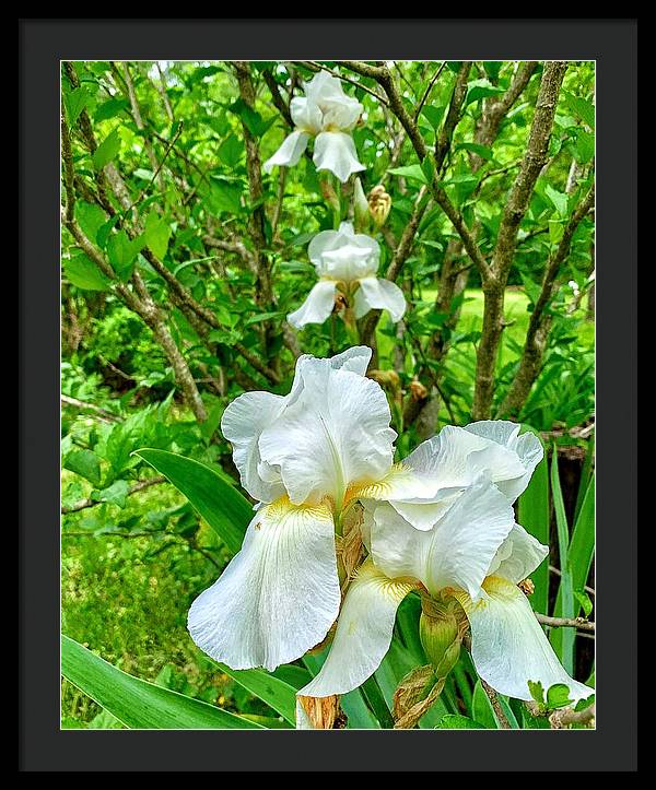 White Iris - Framed Print