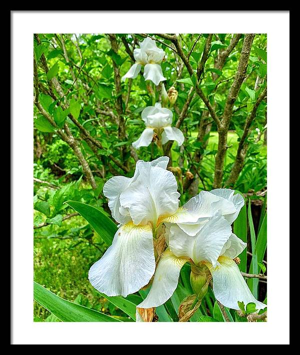 White Iris - Framed Print