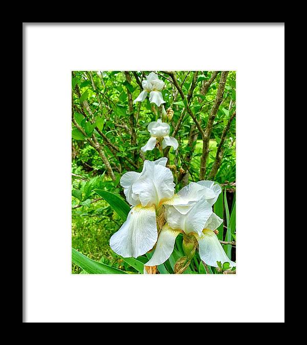 White Iris - Framed Print