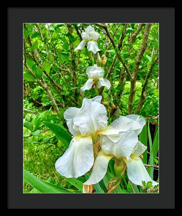 White Iris - Framed Print