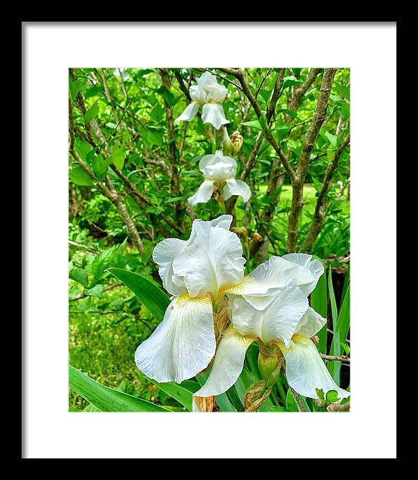 White Iris - Framed Print