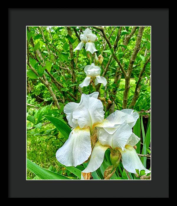 White Iris - Framed Print