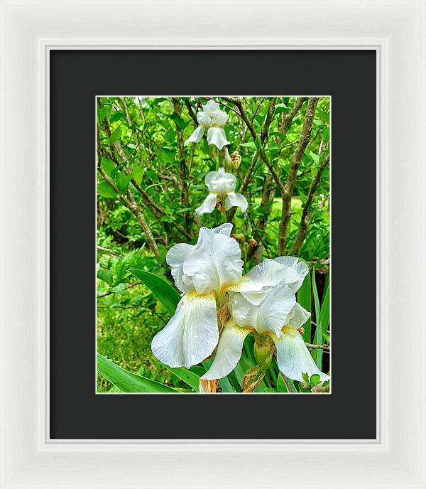 White Iris - Framed Print