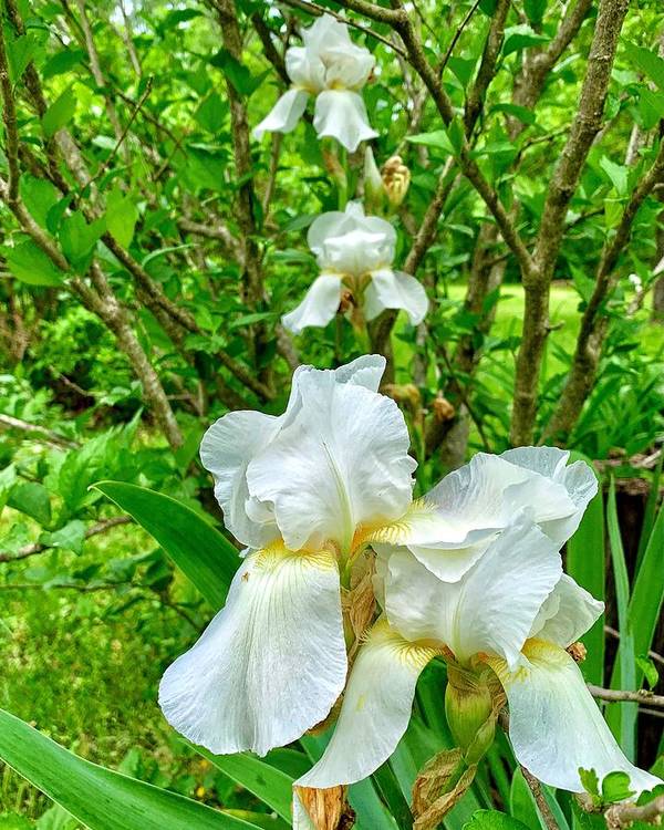 White Iris - Art Print