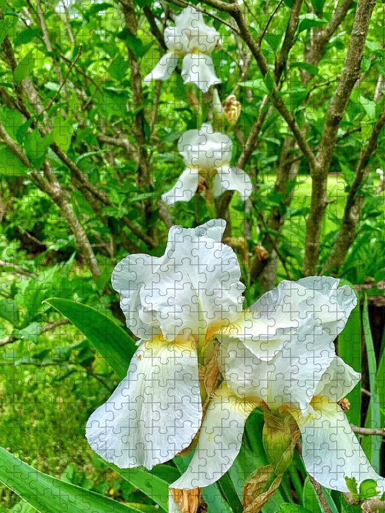 White Iris - Puzzle