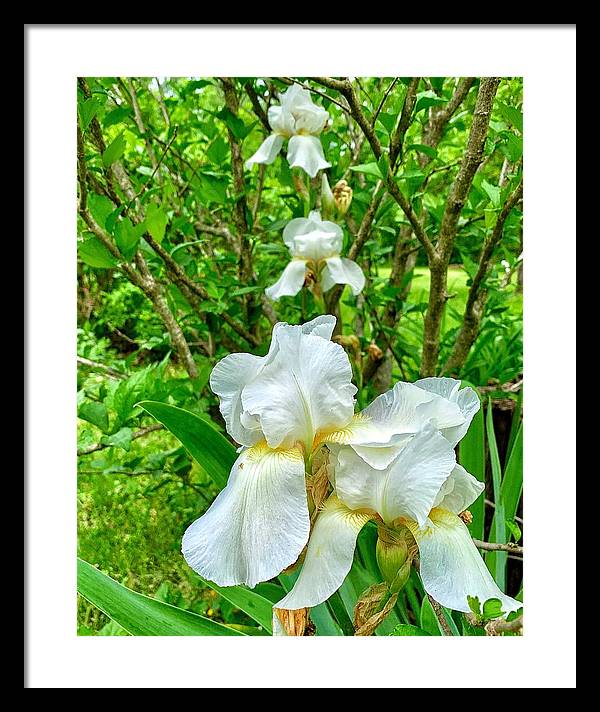 White Iris - Framed Print