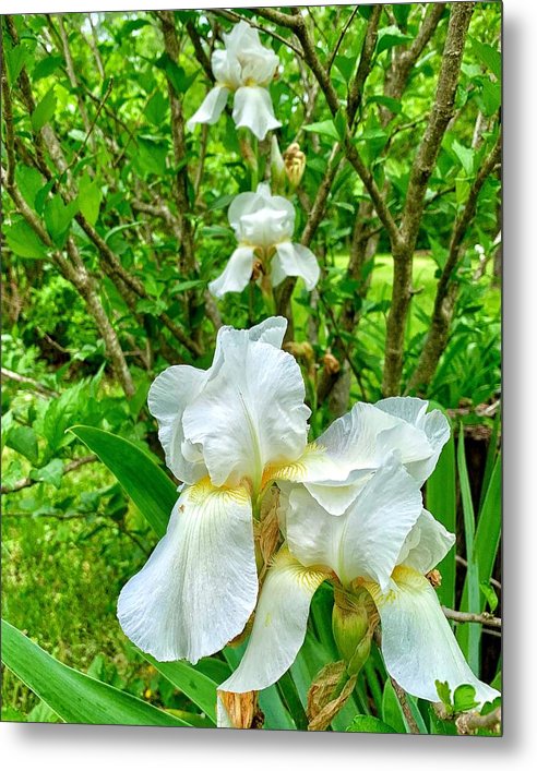 White Iris - Metal Print