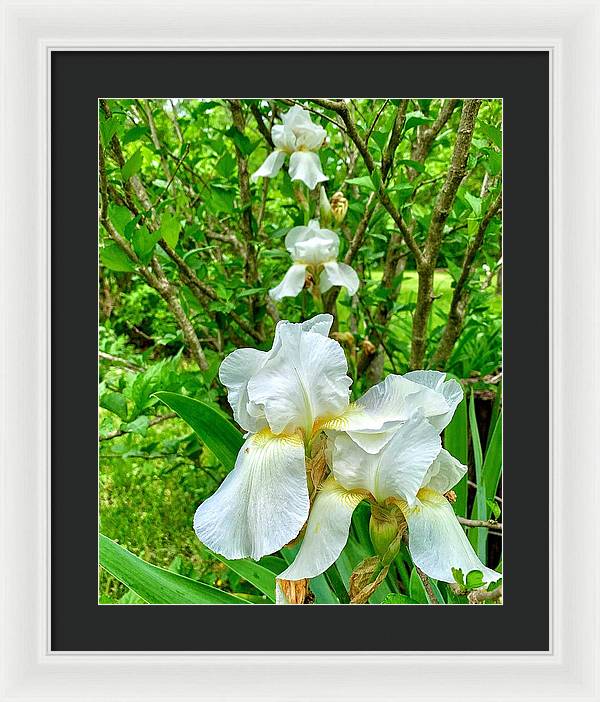 White Iris - Framed Print