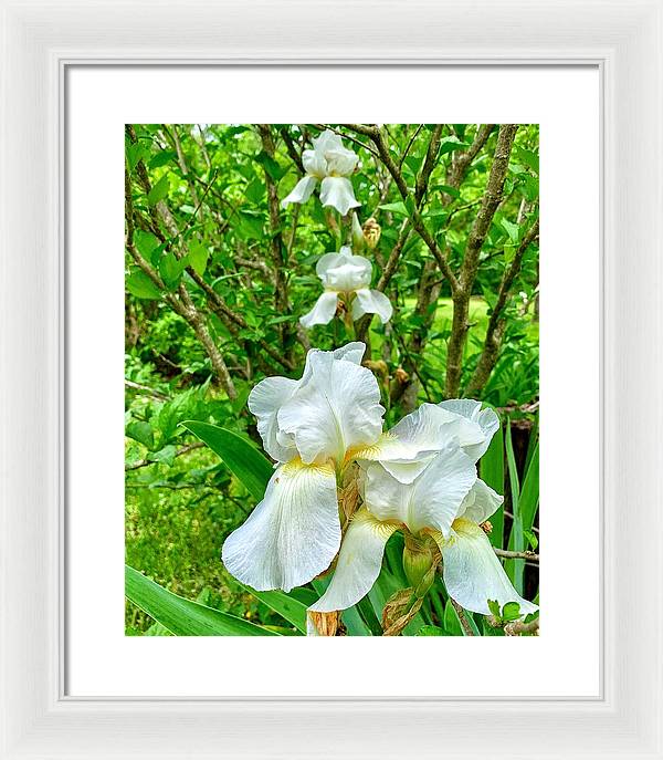 White Iris - Framed Print