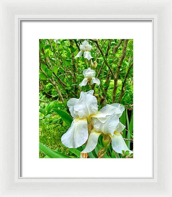 White Iris - Framed Print