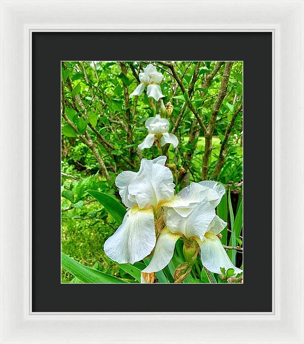 White Iris - Framed Print