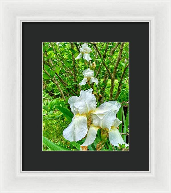 White Iris - Framed Print