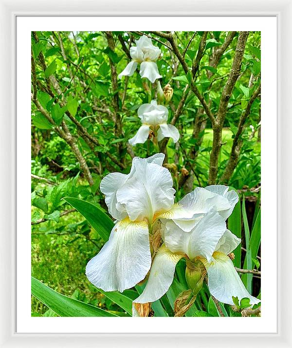 White Iris - Framed Print