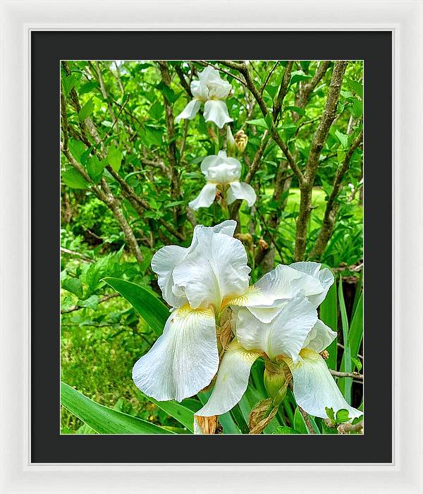 White Iris - Framed Print